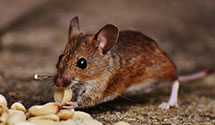 24 Hour & Emergency Exterminators in Verdunville, WV
